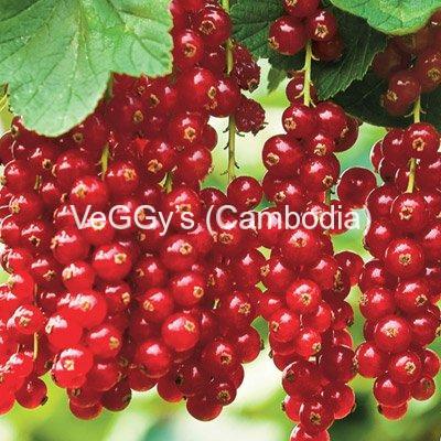 Berries and currants